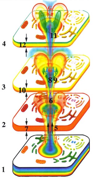 Природа эмоций человека. Николай Левашов. Сущность и разум Эмоции и здоровье