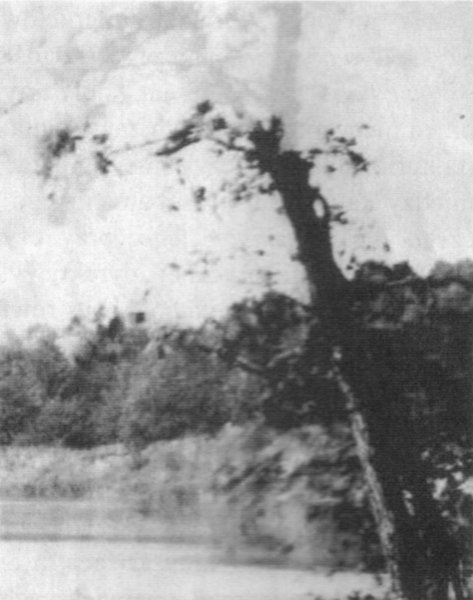 сущность дерева Cущность дерева