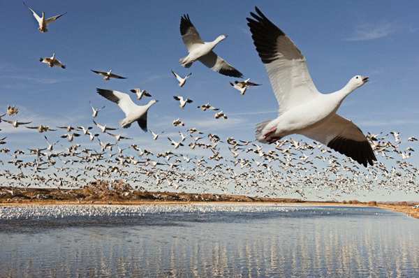 Коллективный разум зависит от численности стаи