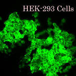 3. НЕК-293.jpg Свежие младенцы, целиком или частями, по сходной цене